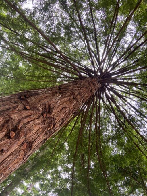 ~* The Spectacular Spyglass Treehouse *~ Occidental Exterior foto