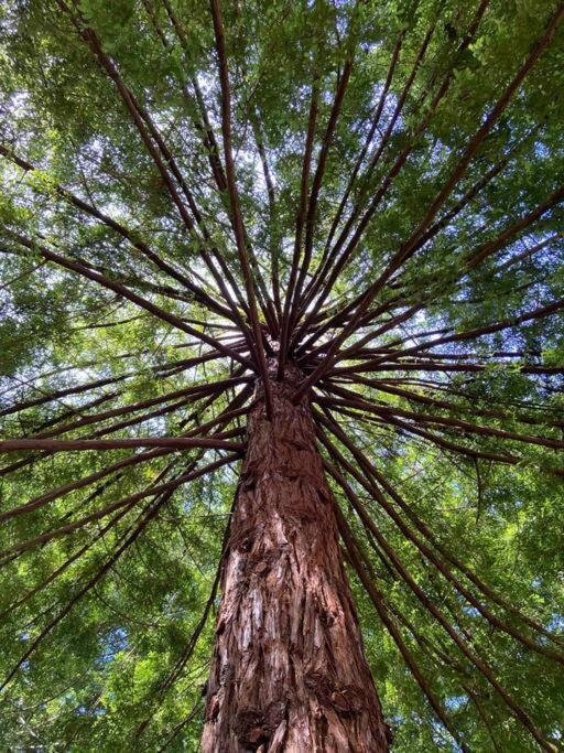 ~* The Spectacular Spyglass Treehouse *~ Occidental Exterior foto
